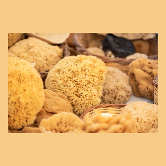 Spugna naturale di mare 16cm