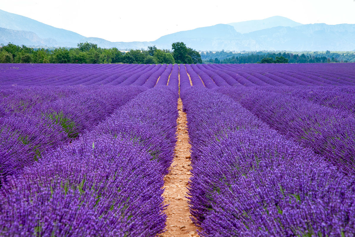 Un mondo di Lavanda