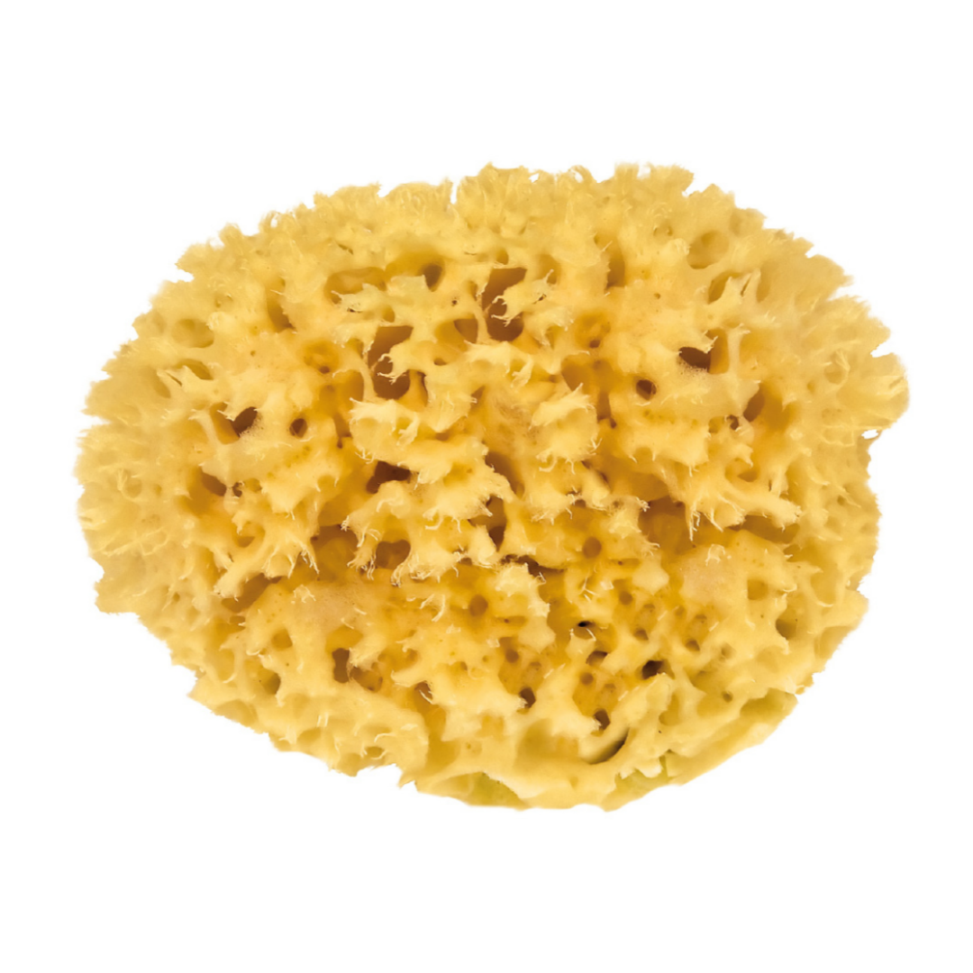 Spugna naturale di mare 16cm